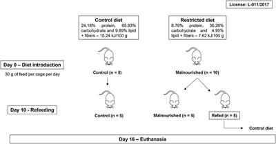 Validation of a Feed Protocol in a Mouse Model That Mimics Marasmic Malnutrition